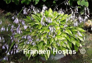Hosta Chinese Sunrise