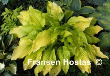 Hosta Chiquita
