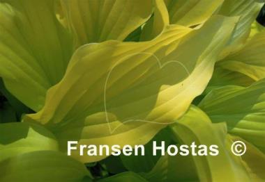 Hosta Chiquita