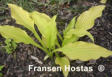 Hosta Chiquita