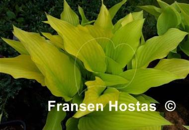 Hosta Chiquita