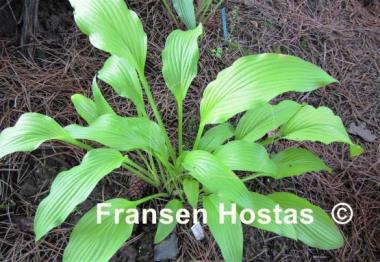 Hosta Chiquita