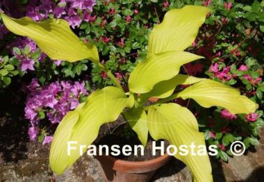 Hosta Chiquita