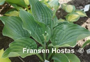 Hosta Chodai Ginba