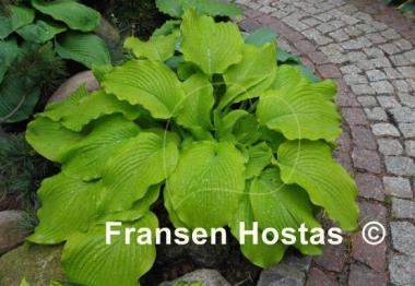 Hosta Choo Choo Train