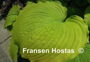 Hosta Choo Choo Train