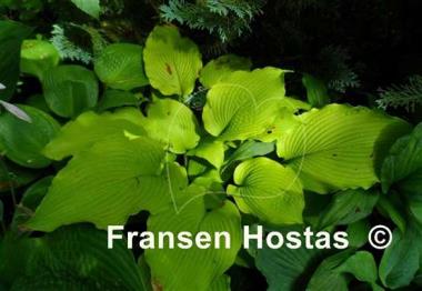 Hosta Choo Choo Train