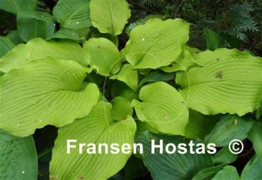 Hosta Choo Choo Train