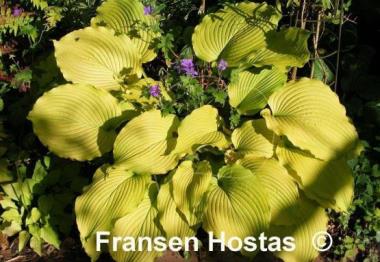 Hosta Choo Choo Train