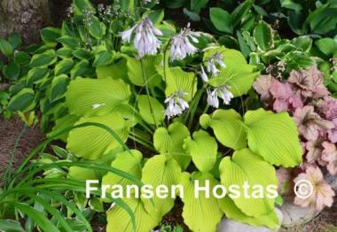 Hosta Choo Choo Train