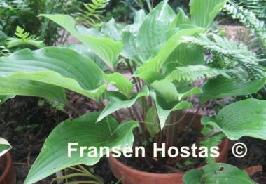 Hosta Chopsticks