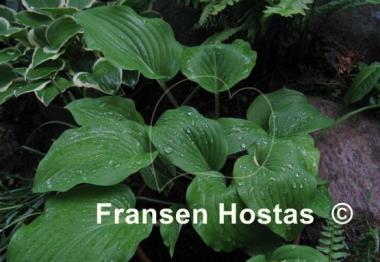 Hosta Chopsticks