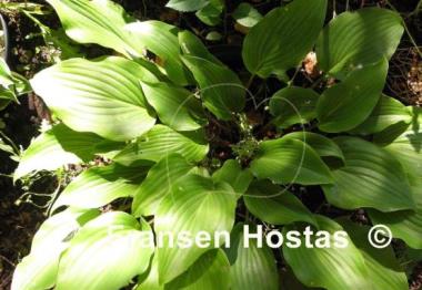 Hosta Chopsticks