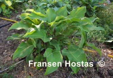Hosta Chopsticks