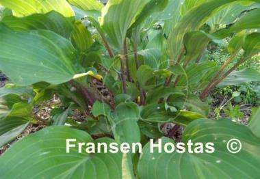 Hosta Chopsticks