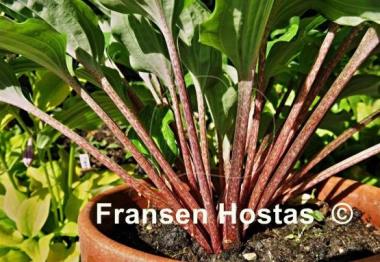 Hosta Chopsticks