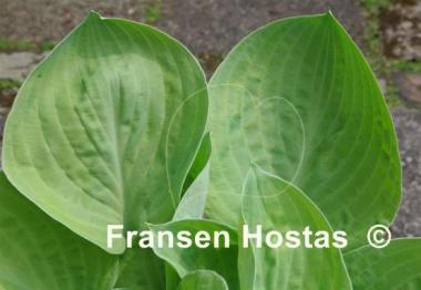 Hosta Chorus Girl