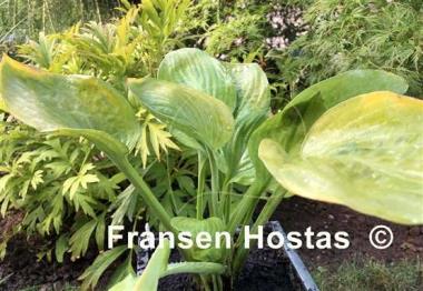 Hosta Chorus Girl