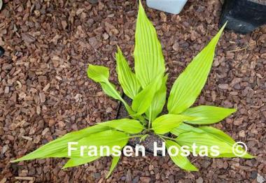 Hosta Chris' A lalalala long