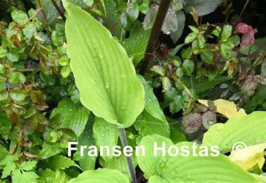 Hosta Chris' Admin
