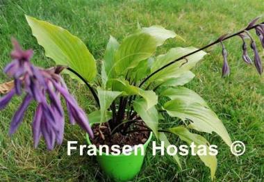 Hosta Chris' China Star