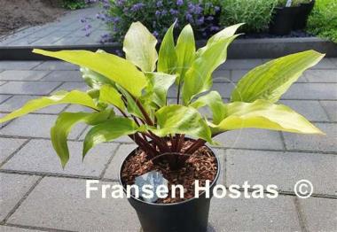 Hosta Chris' China Star