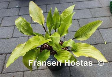 Hosta Chris' China Star