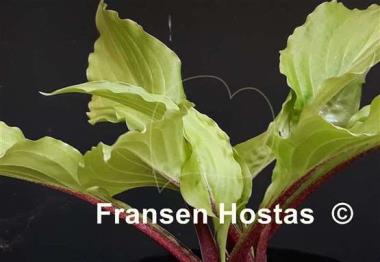 Hosta Chris' China Star