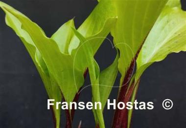 Hosta Chris' China Star