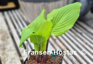 Hosta Chris' Darkest Purple