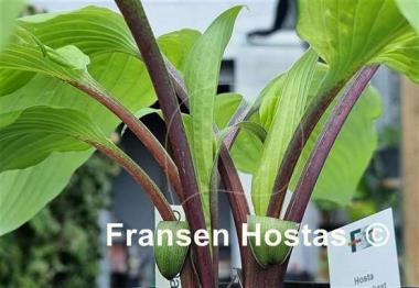 Hosta Chris' Darkest Purple