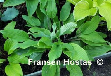 Hosta Chris' Darkest Purple