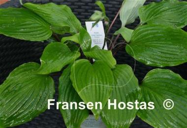 Hosta Chris' Darkest Purple