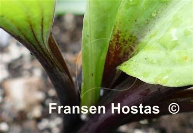 Hosta Chris' Darkest Purple