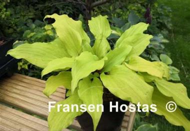 Hosta Chris' Gelber Liebling