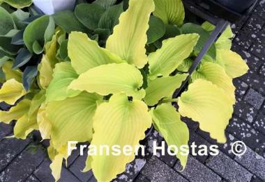 Hosta Chris' Gelber Traum