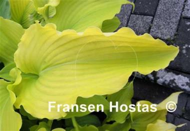 Hosta Chris' Gelber Traum