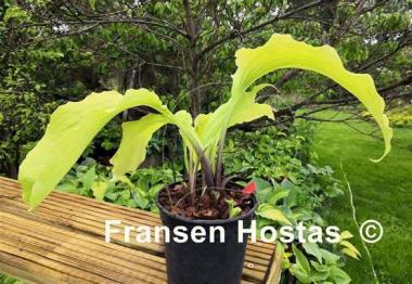 Hosta Chris' Gelber Traum