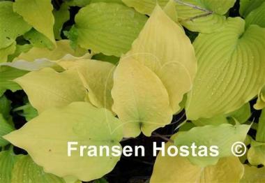 Hosta Chris' Gelbes Gold