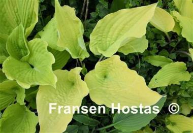 Hosta Chris' Gelbes Gold