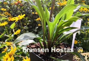 Hosta Chris' Little Watermelon