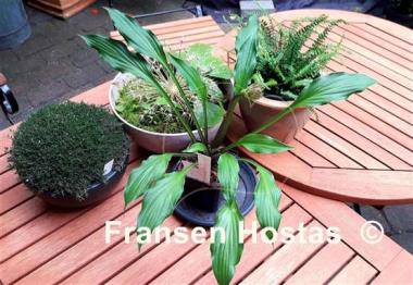 Hosta Chris' Little Watermelon