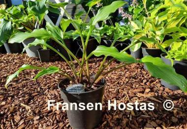 Hosta Chris' Little Watermelon