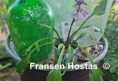 Hosta Chris' Little Watermelon