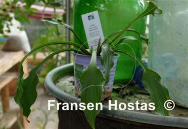 Hosta Chris' Little Watermelon