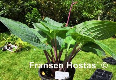 Hosta Chris' Pinky Present