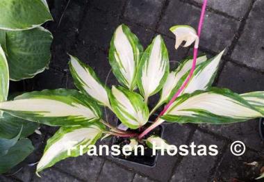 Hosta Chris' Pretty Pink Legs