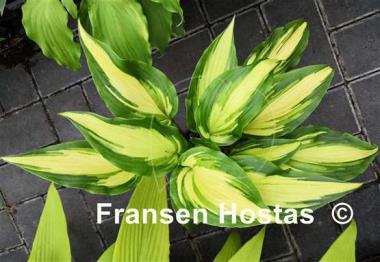 Hosta Chris' Pretty Pink Legs