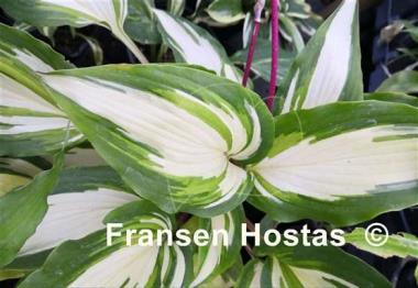 Hosta Chris' Pretty Pink Legs