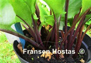 Hosta Chris' Red Lightning